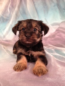 Male Snorkie Puppy for sale #14 Ready December or Christmas 2012|Ship to Boston Massachusetts, or Baltimore Maryland $150